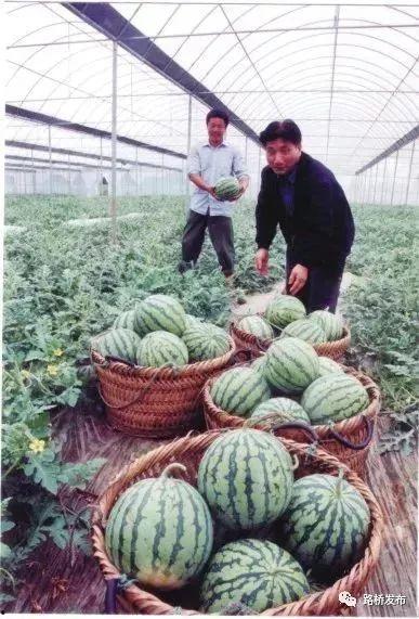 路桥吃瓜,揭秘吃瓜群众的围观秘籍