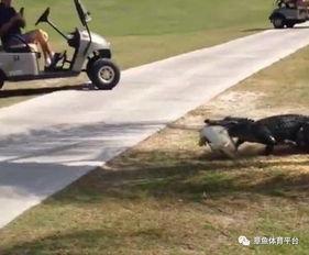 打高尔夫吃瓜,品味高尔夫与瓜果的悠闲时光