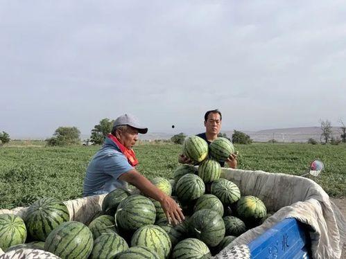 山西应县吃瓜,探寻山西应县特色美食之旅