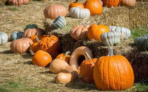 山西应县吃瓜,探寻山西应县特色美食之旅