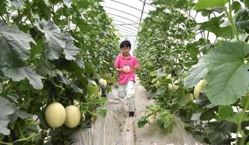 亲子吃瓜图片大全