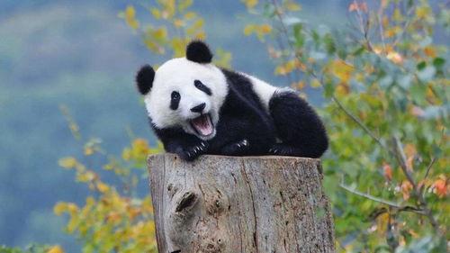 熊猫打架吃瓜图片搞笑,吃瓜群众笑翻天！