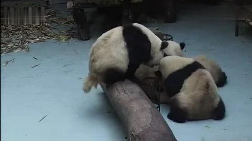 熊猫打架吃瓜图片搞笑,吃瓜群众笑翻天!