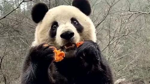 熊猫打架吃瓜图片搞笑,吃瓜群众笑翻天!