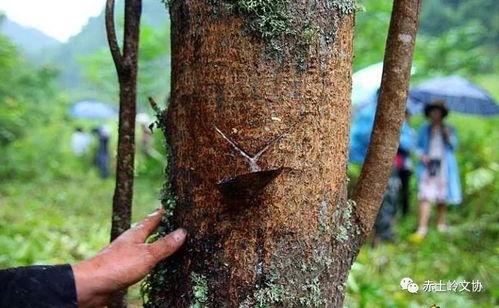 九匠吃瓜,揭秘瓜界奇闻轶事