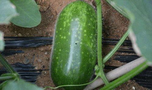 九匠吃瓜,揭秘瓜界奇闻轶事