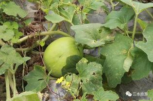 喜家吃瓜,揭秘娱乐圈那些不为人知的幕后故事