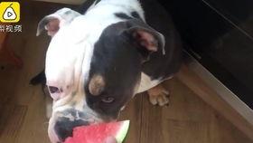 狗狗吃瓜被打,狗狗误食瓜果被打，引发宠物关爱反思