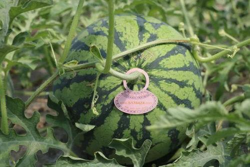 明天吃瓜,揭秘即将爆料的娱乐圈大事件