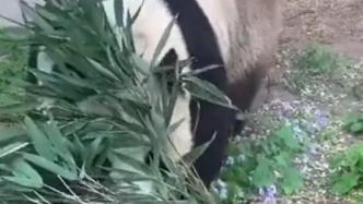 萌兰吃瓜画面,欢乐无限,一幕幕温馨画面引网友热议