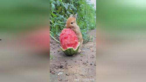 吃大瓜的兔子图片,可爱瞬间引网友热议