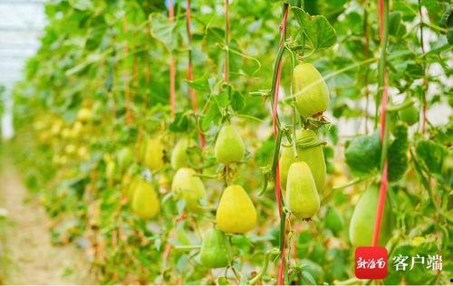 吃瓜网名,揭秘吃瓜网名的背后故事