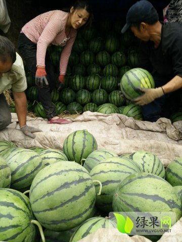 德州禹城吃瓜事件,一场引发热议的街头冲突