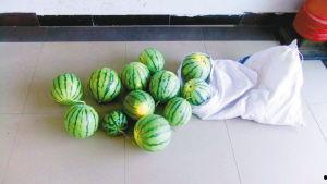 西瓜偷瓜吃,一场西瓜诱惑下的欢乐冒险