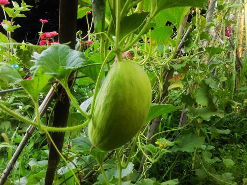 怎么吃砍瓜最好吃