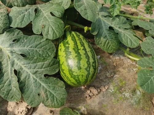 上海娄教练吃瓜,一场网络热议的瓜田奇谈