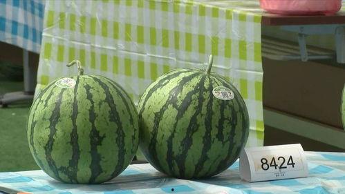 上海娄教练吃瓜,一场网络热议的瓜田奇谈