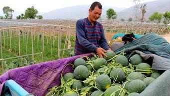 奈曼吃瓜,揭秘娱乐圈的甜蜜与苦涩